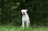 DOGUE ARGENTIN 445